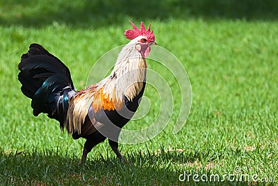 Wild Rooster in Kauai Stock Photo