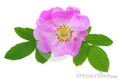 Wild rose Stock Photo