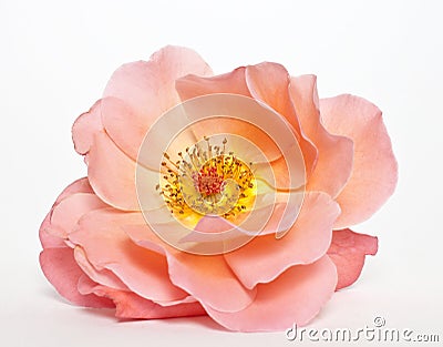 Wild rose Stock Photo