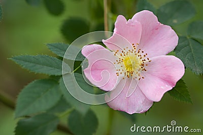 Wild rose Stock Photo