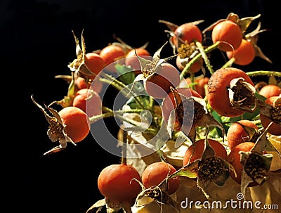 Wild rose berries Stock Photo