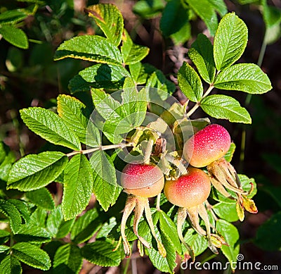 Wild Rose berry Stock Photo