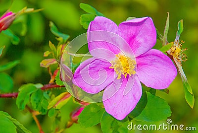 Wild Rose Stock Photo