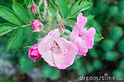 Wild rose blossoming Stock Photo