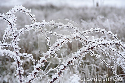 Wild rose branches covered with hoar-frost. Stock Photo