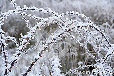 Wild rose branches covered with hoar-frost. Stock Photo