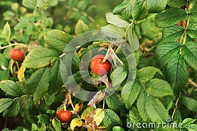 Wild rose bush with bright and ripe berries Stock Photo