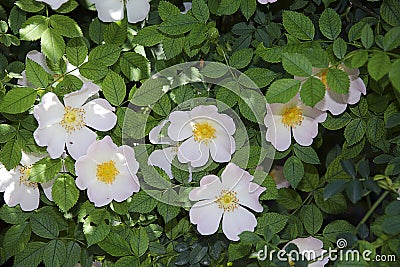 Wild rose Stock Photo