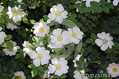 Wild rose Stock Photo