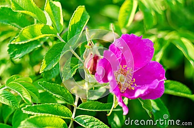 Wild rose flower bud in early spring. Stock Photo