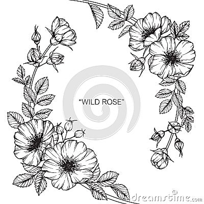 Wild rose flower drawing and sketch. Vector Illustration
