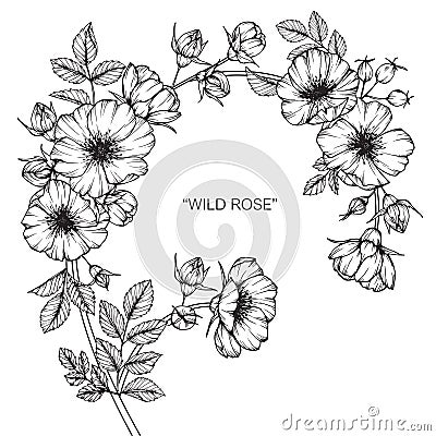 Wild rose flower drawing and sketch. Vector Illustration