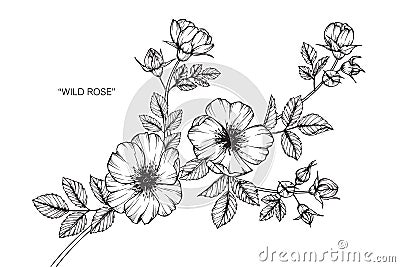 Wild rose flower drawing and sketch. Vector Illustration