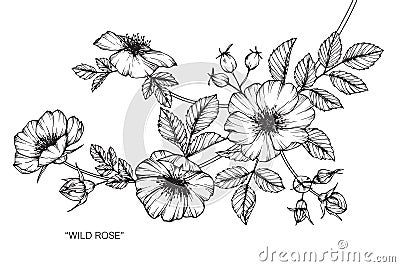 Wild rose flower drawing and sketch. Vector Illustration