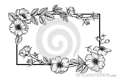 Wild rose flower frame flower drawing and sketch. Vector Illustration