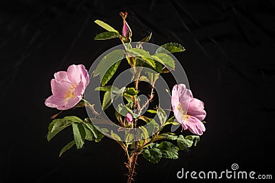 Wild Rose Flowers and Buds on Black Stock Photo