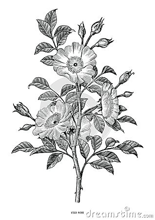 Wild rose hand drawing black and white vintage clip art isolated Vector Illustration