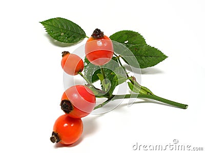 Wild rose hip Stock Photo