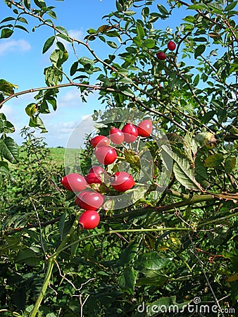 Wild rose hips Stock Photo