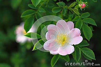 Wild rose Stock Photo