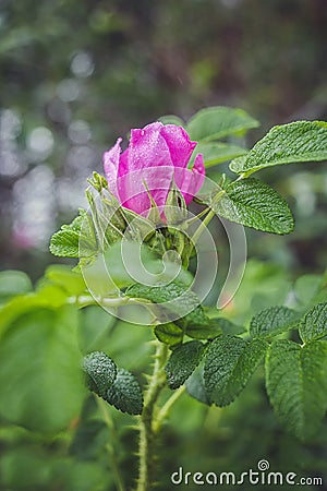Wild rose after rain Stock Photo