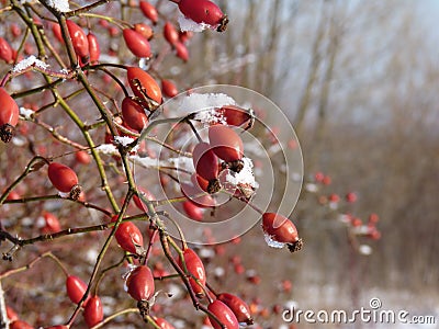 Wild rose red berry bush and berries in winter. Red rosehips in nature. Rose hip Rosa canina pla Stock Photo