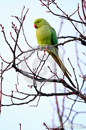 Wild Rose-ringed Parakeet in West London Stock Photo