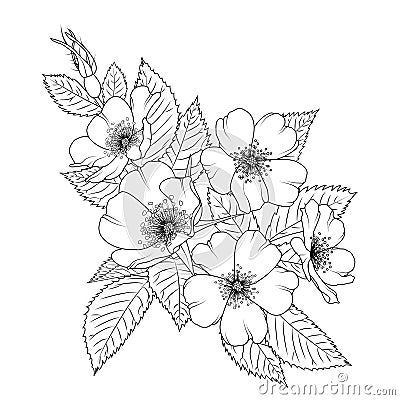 Wild rose rosa canina cherry sacura blossom flower Vector Illustration