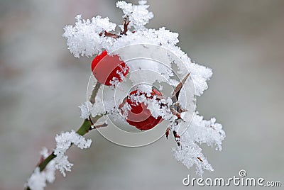 Wild rose with snow Stock Photo