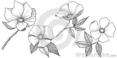 Wild rose in a vector style isolated. Vector Illustration