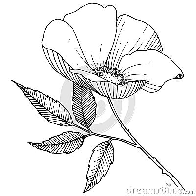 Wild rose in a vector style isolated. Vector Illustration