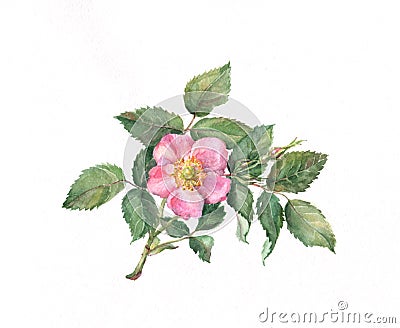 Wild rose watercolor painting Stock Photo