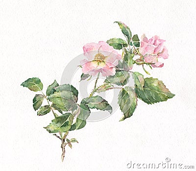 Wild rose watercolor painting Stock Photo