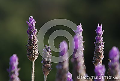 Wild Rosemary Flower Stock Photo