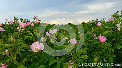 Wild roses Stock Photo