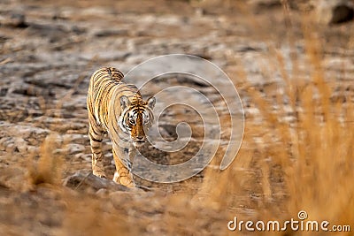 Wild royal bengal female tiger or tigress portrait walking head on with eye contact at ranthambore national park or tiger reserve Stock Photo