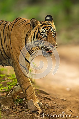 wild royal bengal male tiger or panthera tigris closeup coming on forest track or road in natural green background at ranthambore Stock Photo