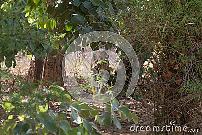 Wild royal bengal tiger in Indian Jungle Stock Photo