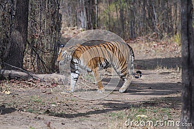 Wild Royal Bengal Tiger in jungles of India Stock Photo