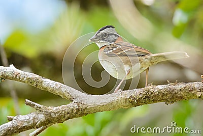 Rufous-collared Sparrow in Costa Rica Stock Photo