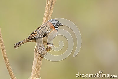 Rufous-collared Sparrow on a branch Stock Photo