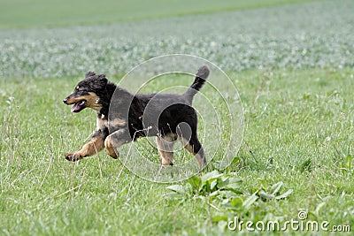 Wild running hovawart dog Stock Photo