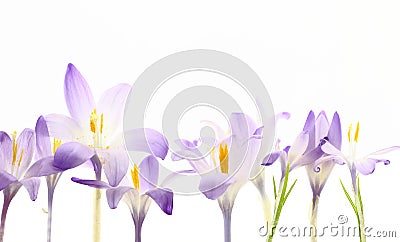 Wild saffron flowers Stock Photo