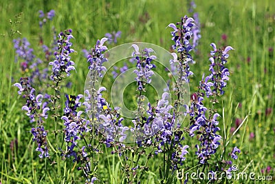 Wild sage Stock Photo