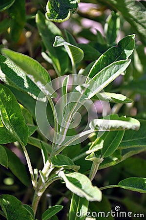 Wild sage Stock Photo