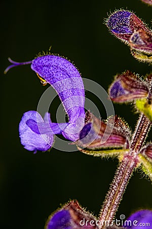 Wild sage with flower Stock Photo