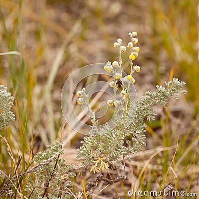 Wild Sage Wormwood Artemisia figida yellow flower Stock Photo