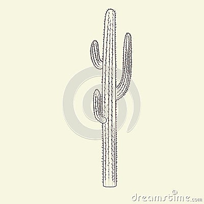 Wild saguaro cacti sketch. Hand drawn cactus isolated on light background Cartoon Illustration
