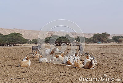 Sahara antelope scimitar Oryx Oryx leucoryx and wild Donkey Stock Photo