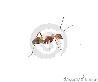 Wild Sandhill carpenter ant - Camponotus socius - side profile view isolated on white background Stock Photo
